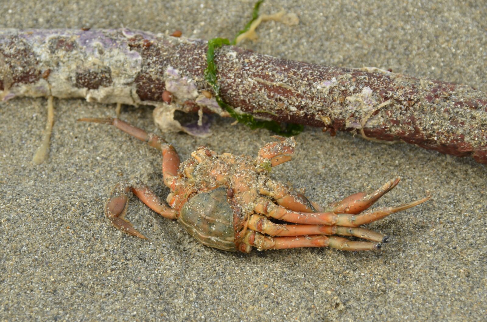 Nikon D7000 sample photo. Crab, marine animal, death photography