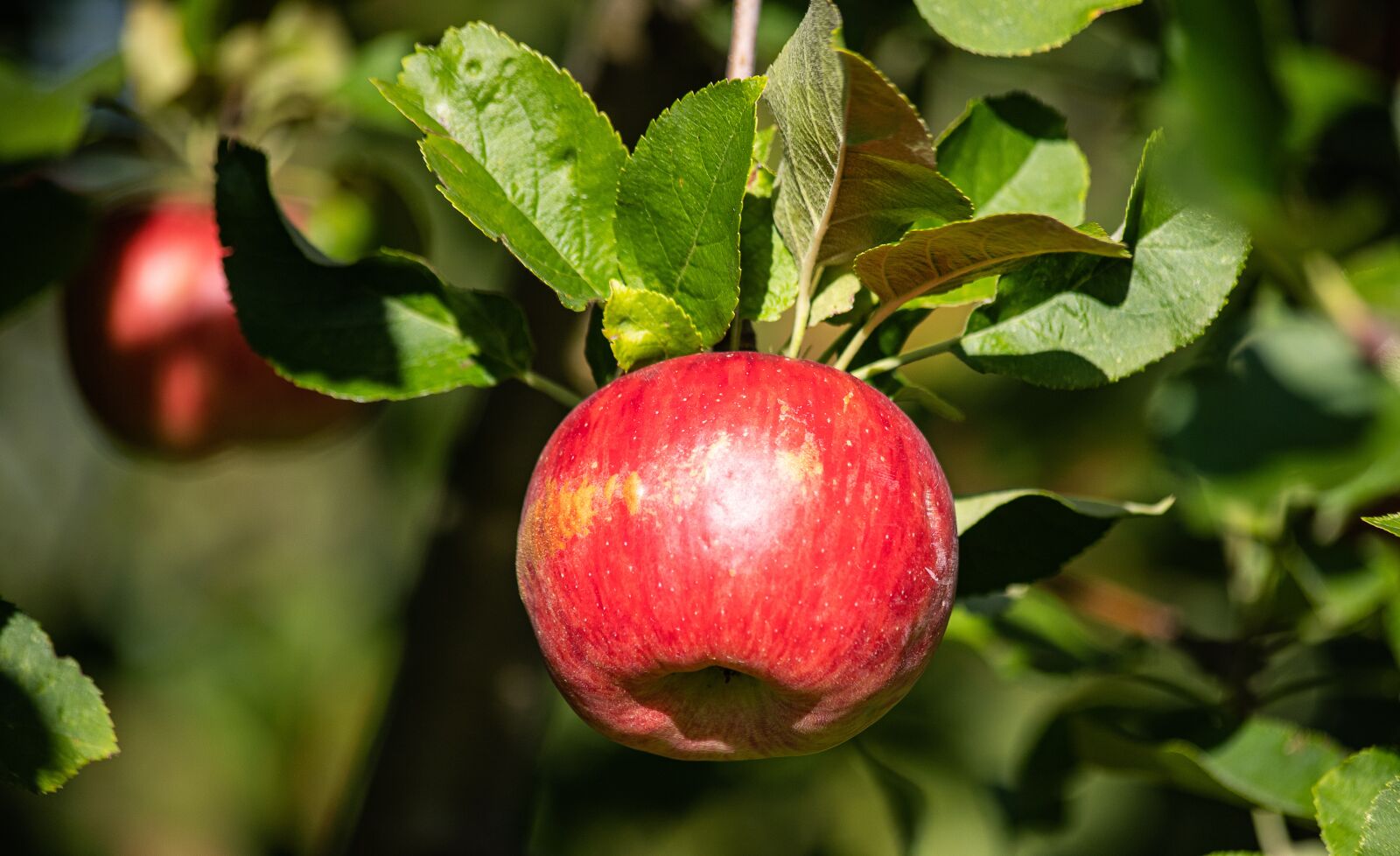 Canon EF 70-300mm F4-5.6 IS USM sample photo. Apple tree, apple, fruit photography