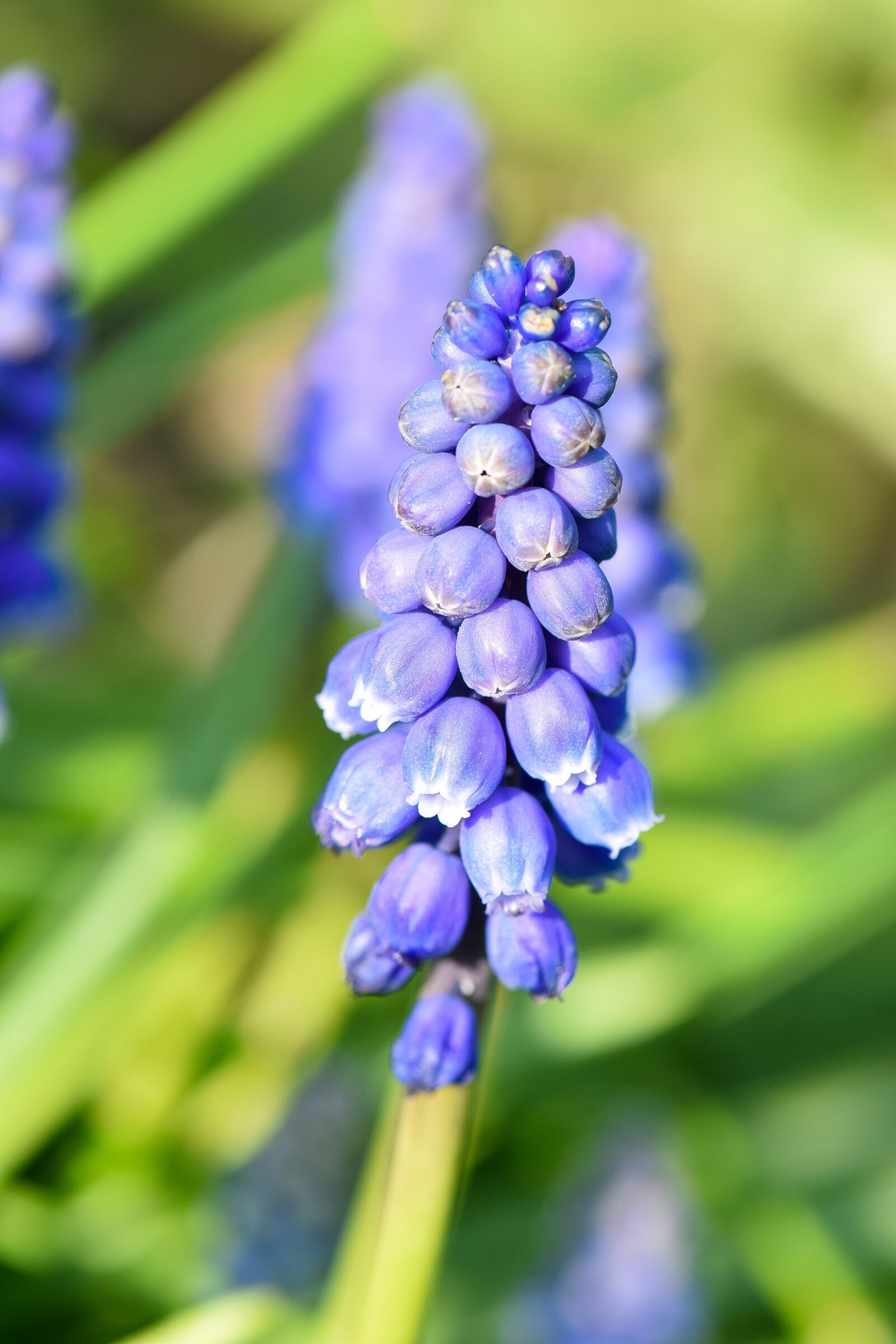 Nikon D5300 sample photo. Muscari, spring, garden photography