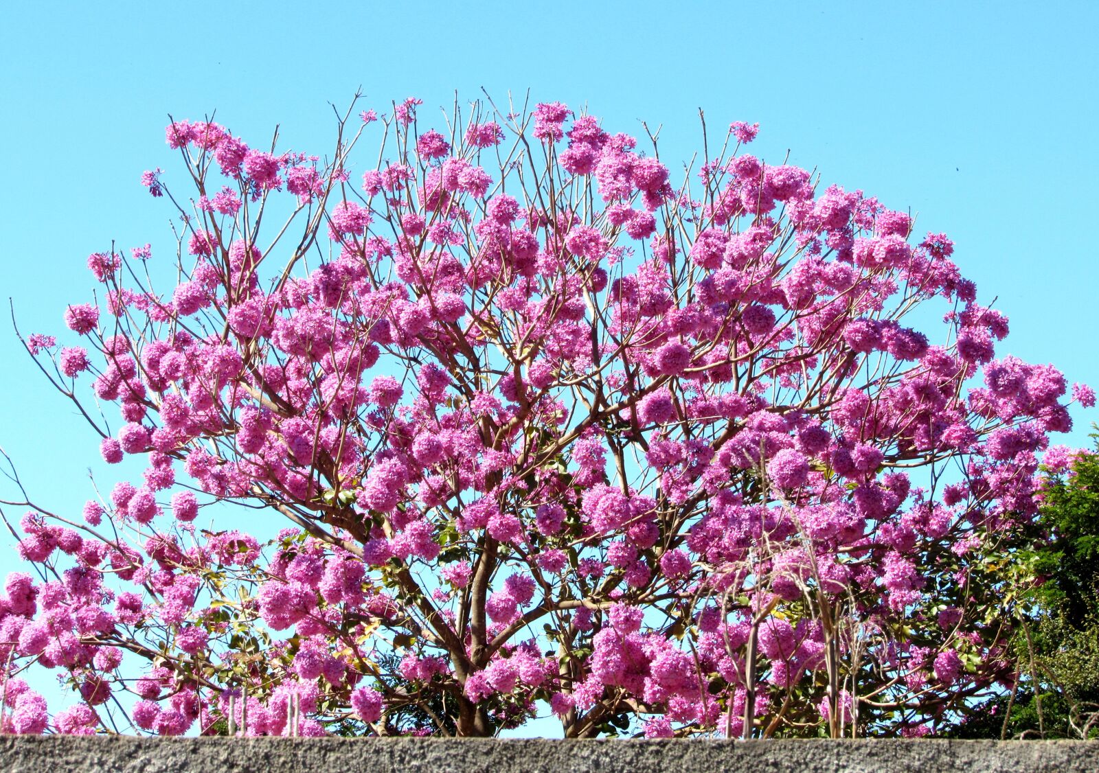 Canon PowerShot SX520 HS sample photo. Ipê rosa, tree, wood photography