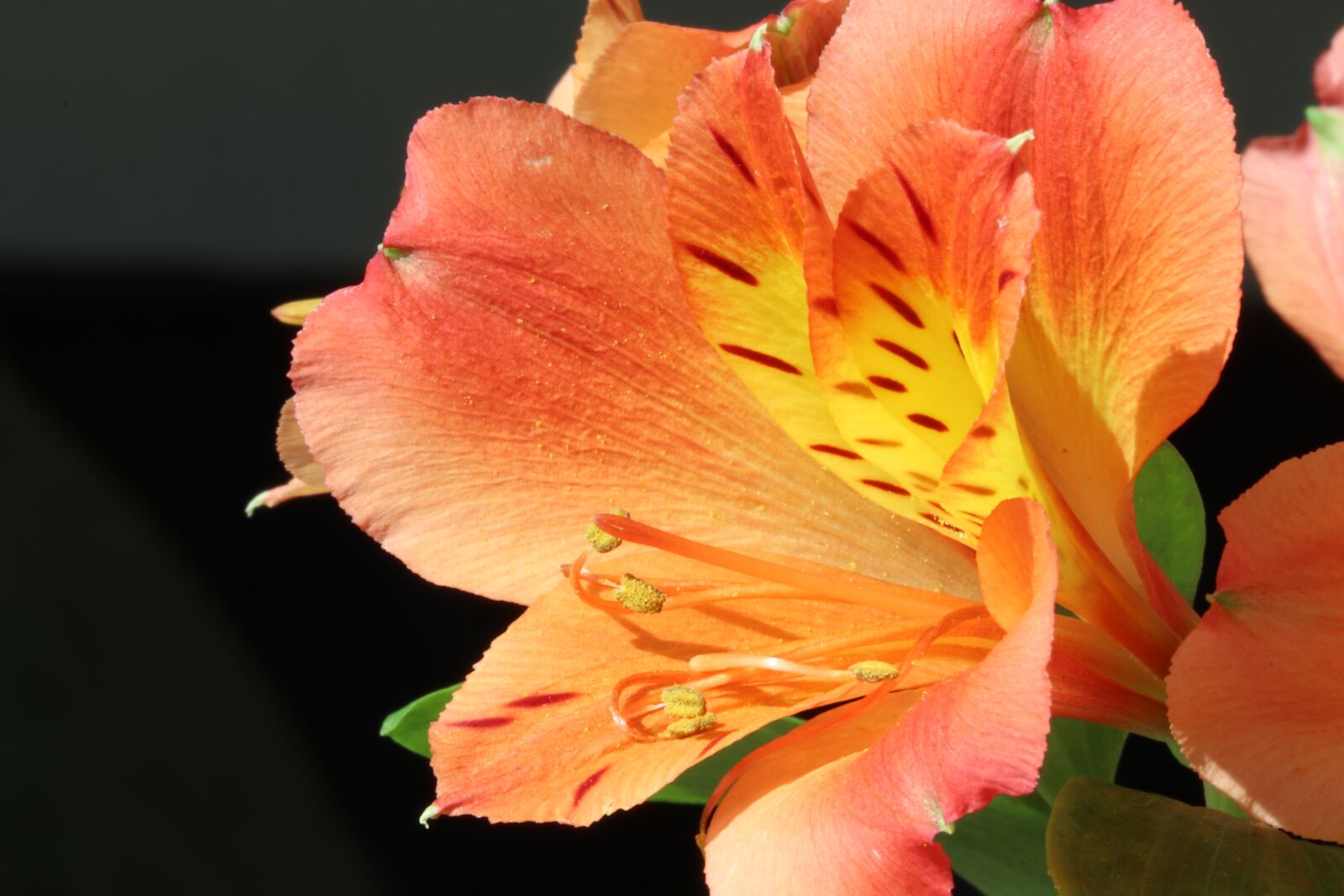 Canon EOS 800D (EOS Rebel T7i / EOS Kiss X9i) sample photo. Flowers, beauty, nature photography