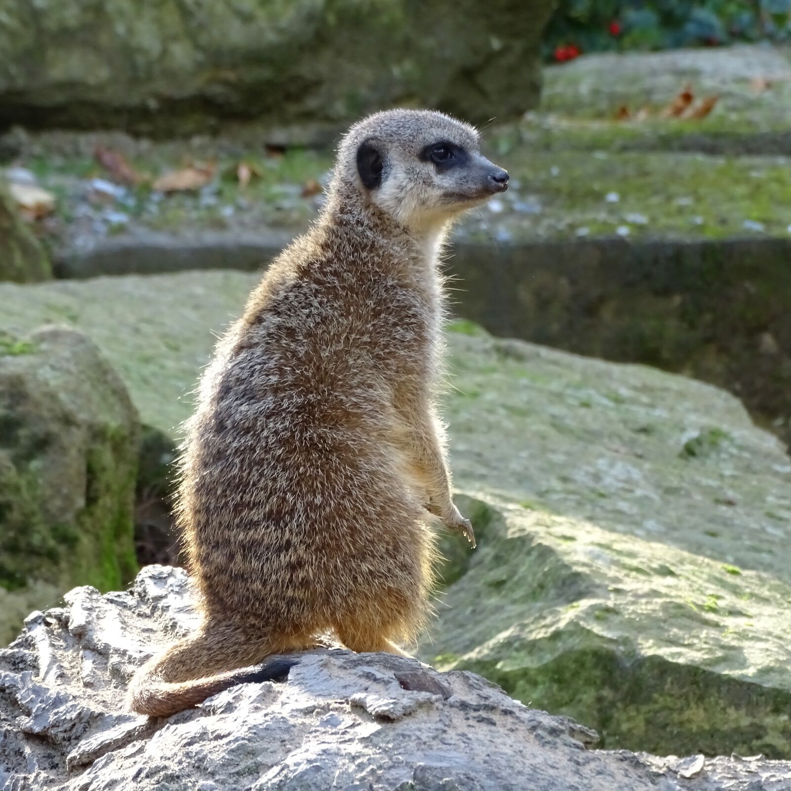 Sony Cyber-shot DSC-HX400V sample photo. Animal, cute, cute animals photography