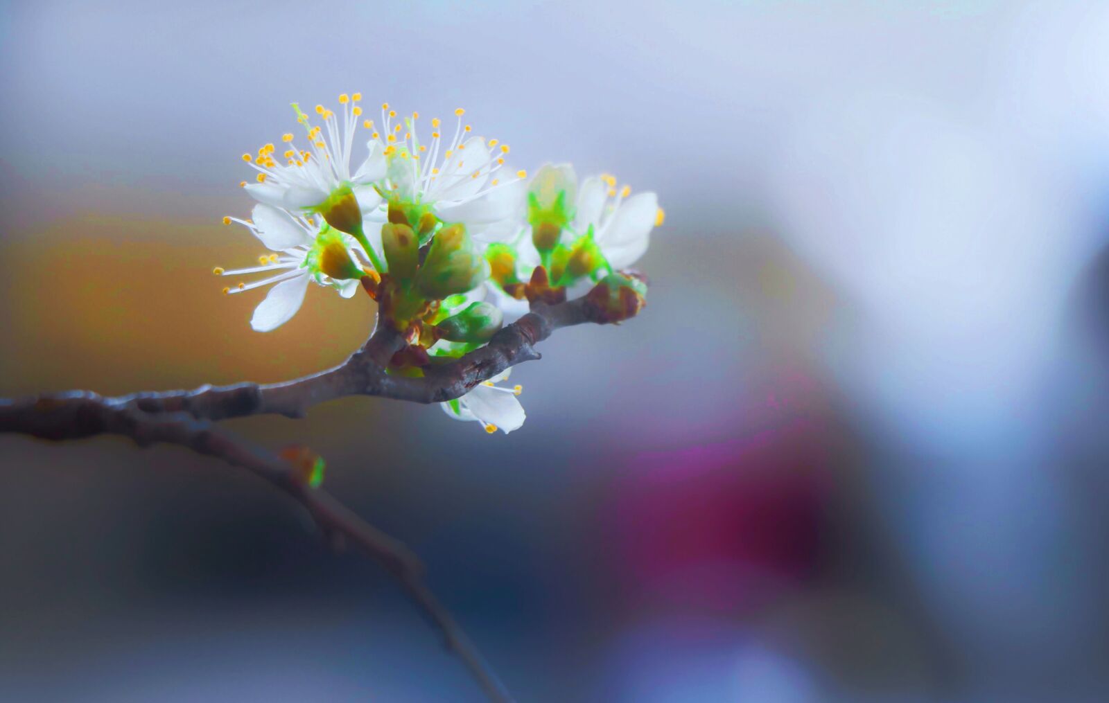 Canon EOS 77D (EOS 9000D / EOS 770D) sample photo. Flower, blooming, blossom photography