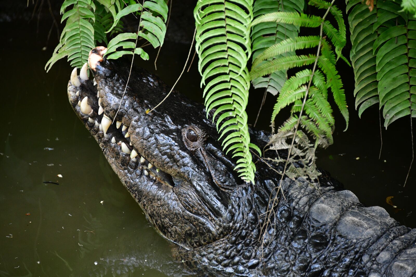 Nikon D850 sample photo. Crocodile, swamp, alligator photography