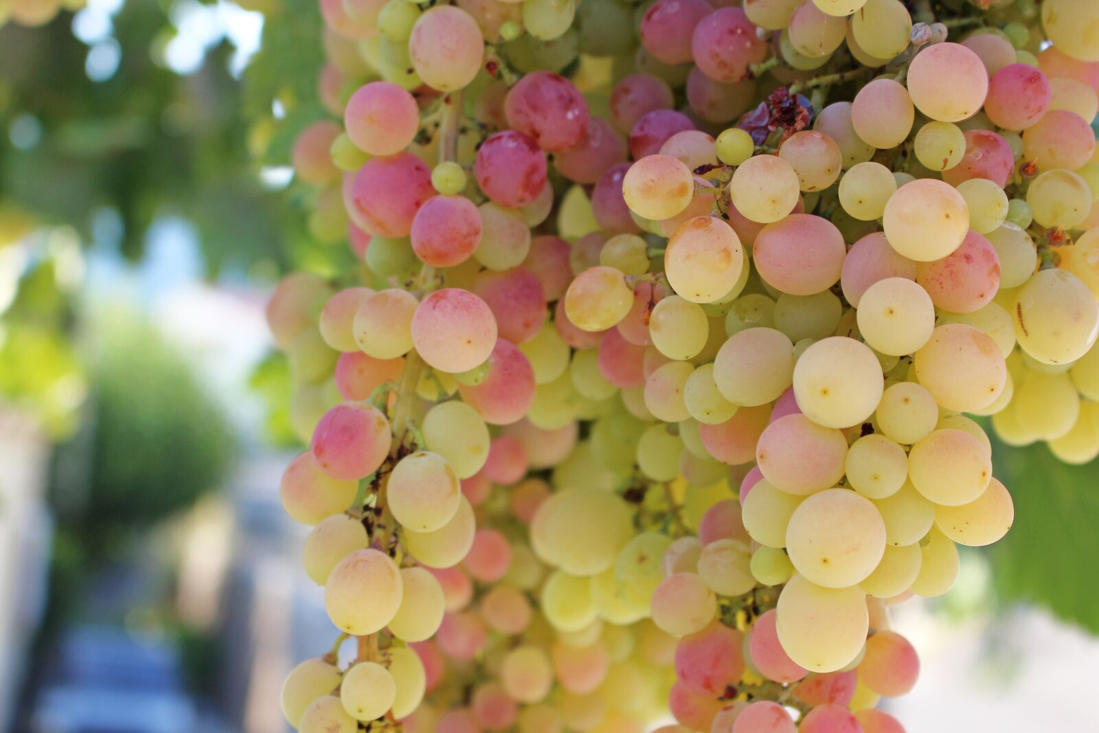 Canon EOS 700D (EOS Rebel T5i / EOS Kiss X7i) sample photo. Grapes, fruit, vine photography