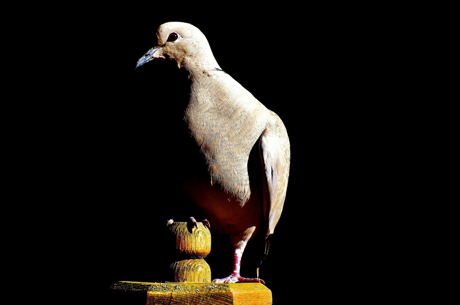 Nikon D7200 sample photo. Dove, collared, bird photography