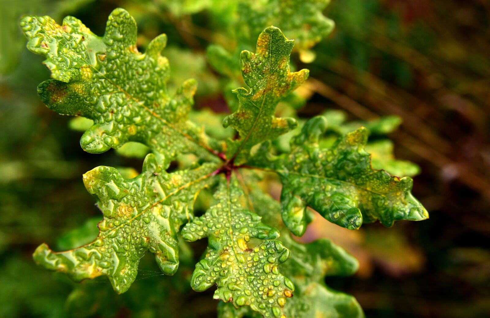 Nikon D750 sample photo. Oak leaf, oak, engine photography