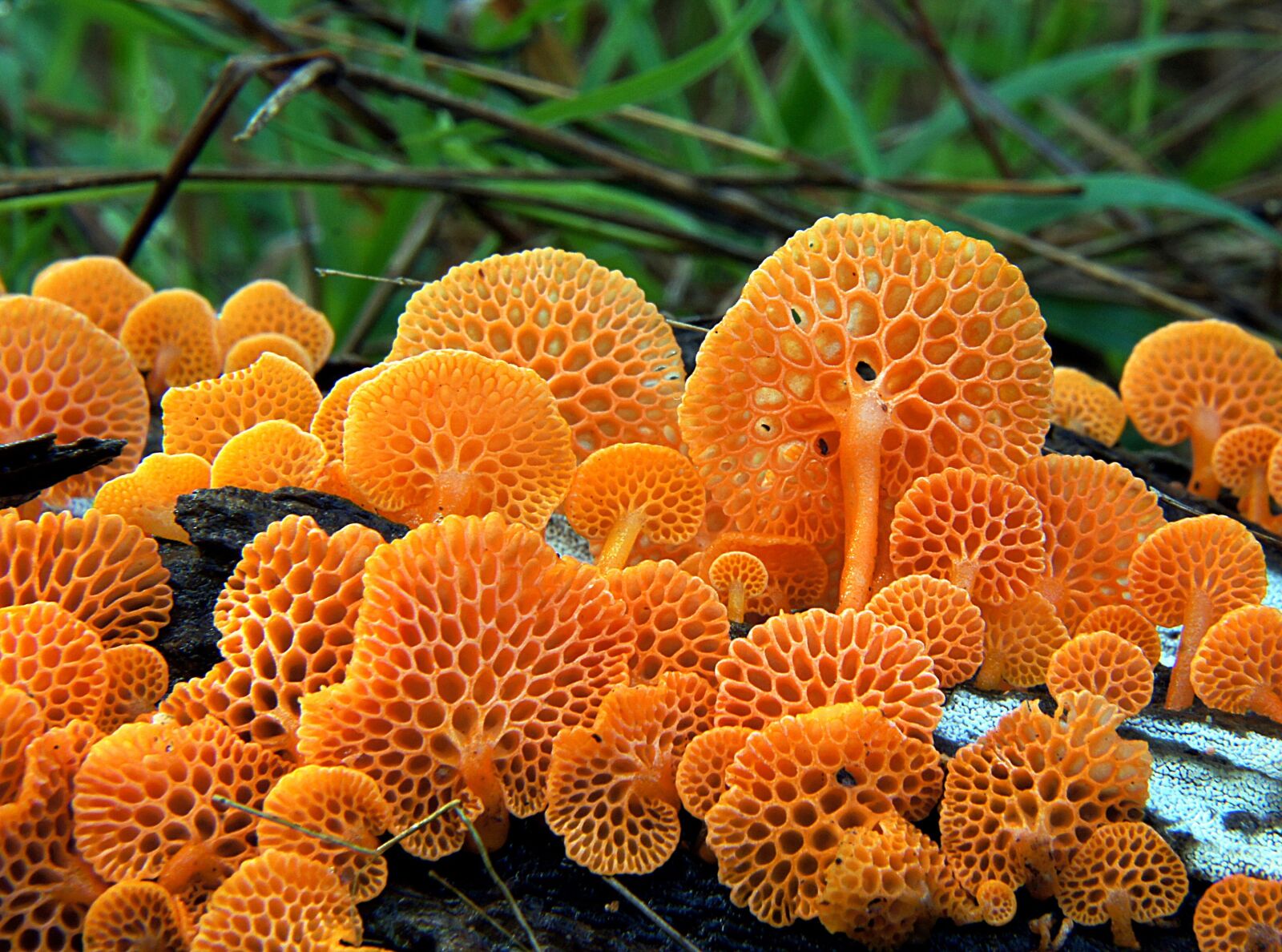 Sony Alpha DSLR-A580 sample photo. Mushroom, wild, fungi photography