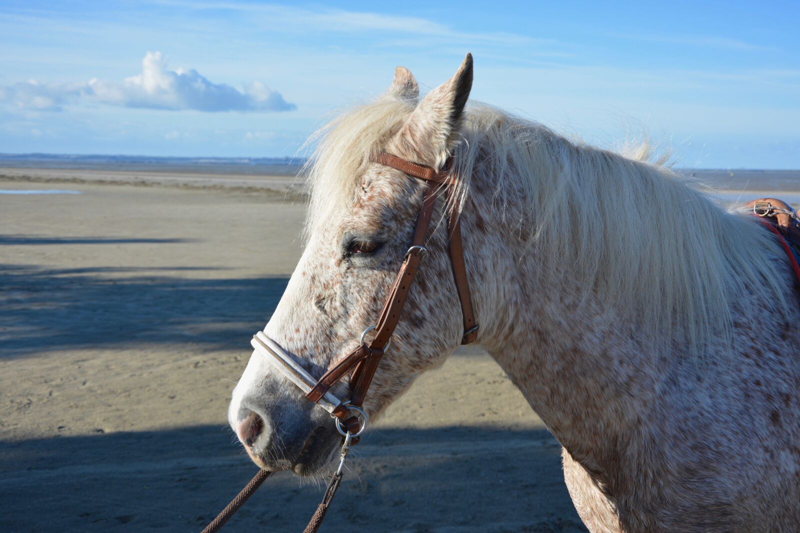 Nikon D5200 sample photo. Horse, horse head, profile photography