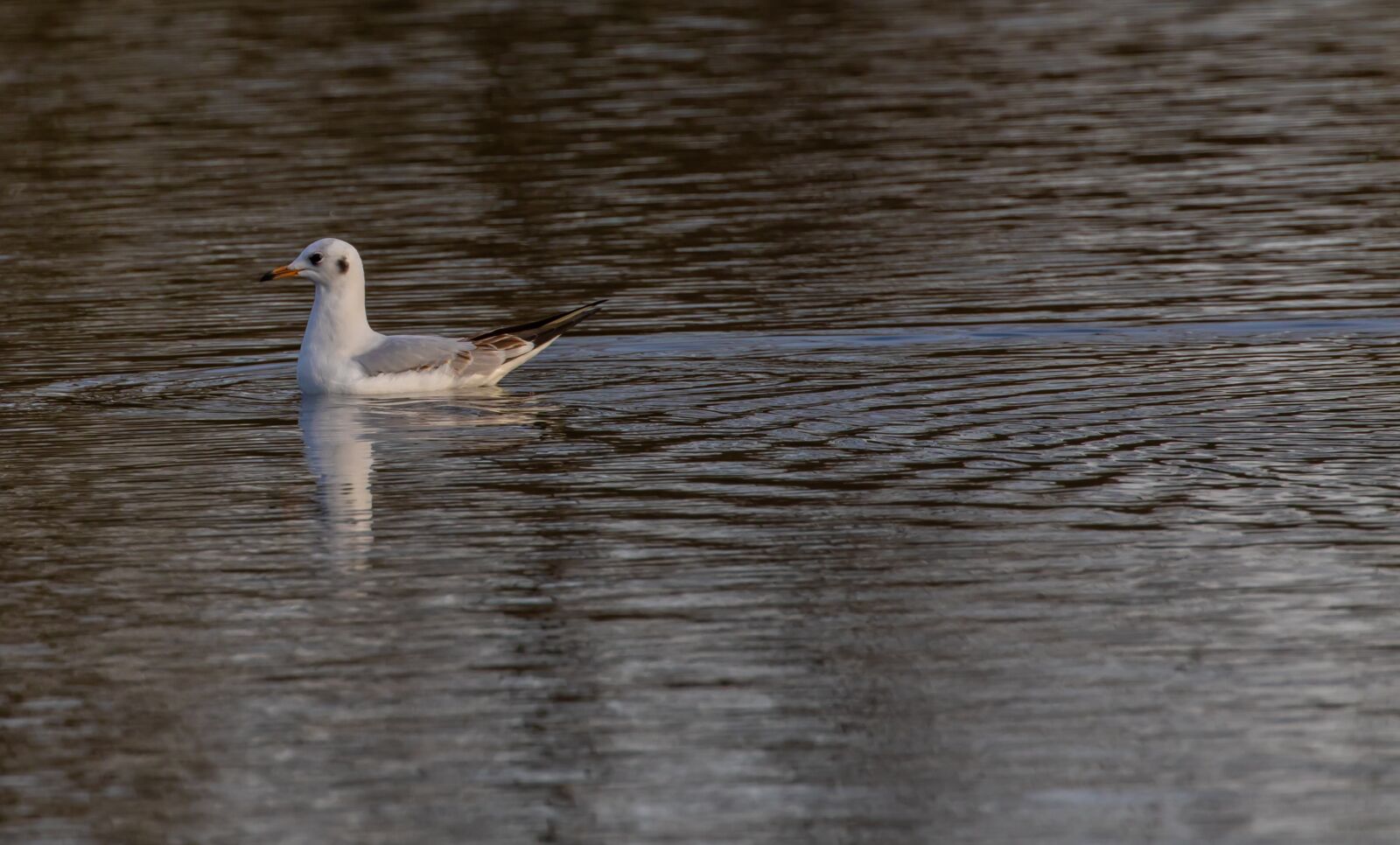 Canon EOS 7D Mark II sample photo. Black headed gull, winter photography