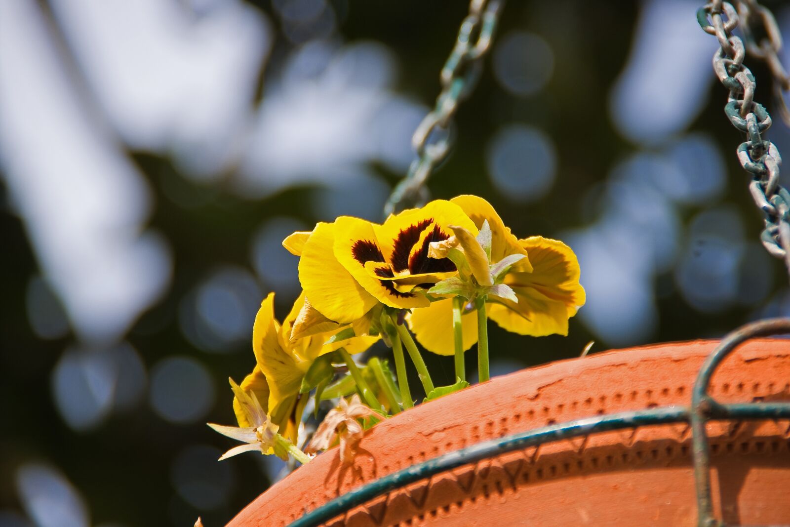 Sony Alpha DSLR-A700 sample photo. Flowers, vase, detail photography
