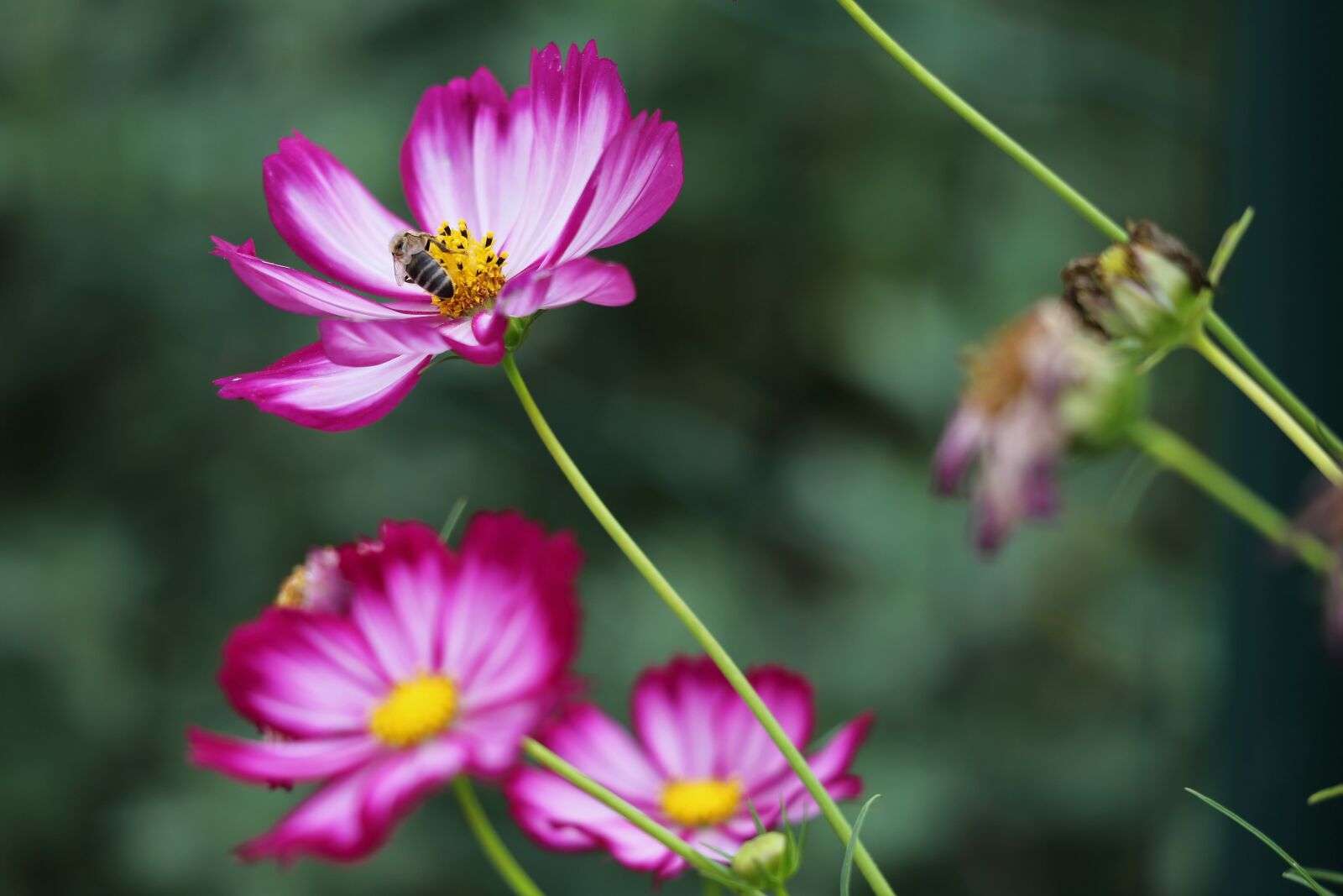 Canon EF 70-300 F4-5.6 IS II USM sample photo. Violet and white cosmos photography