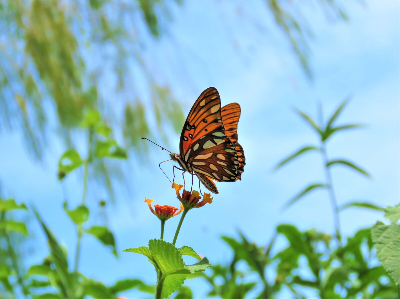 Canon PowerShot SX60 HS sample photo. Butterfly, nature, scenery photography
