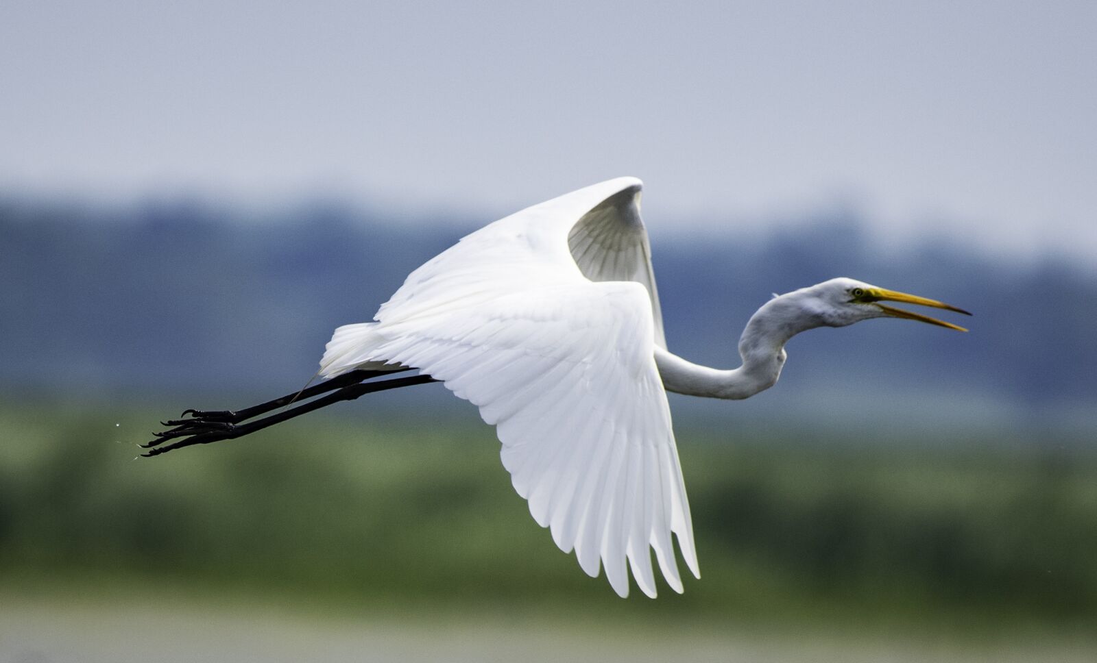 Nikon D750 sample photo. Great egret, white, bird photography