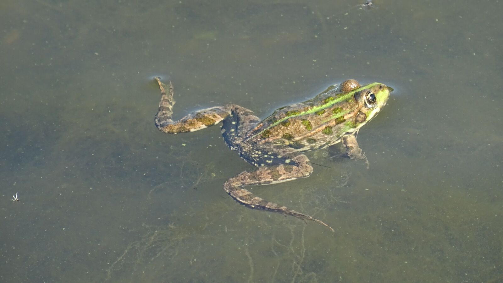 Sony DSC-HX60 sample photo. Frog, pond, water photography