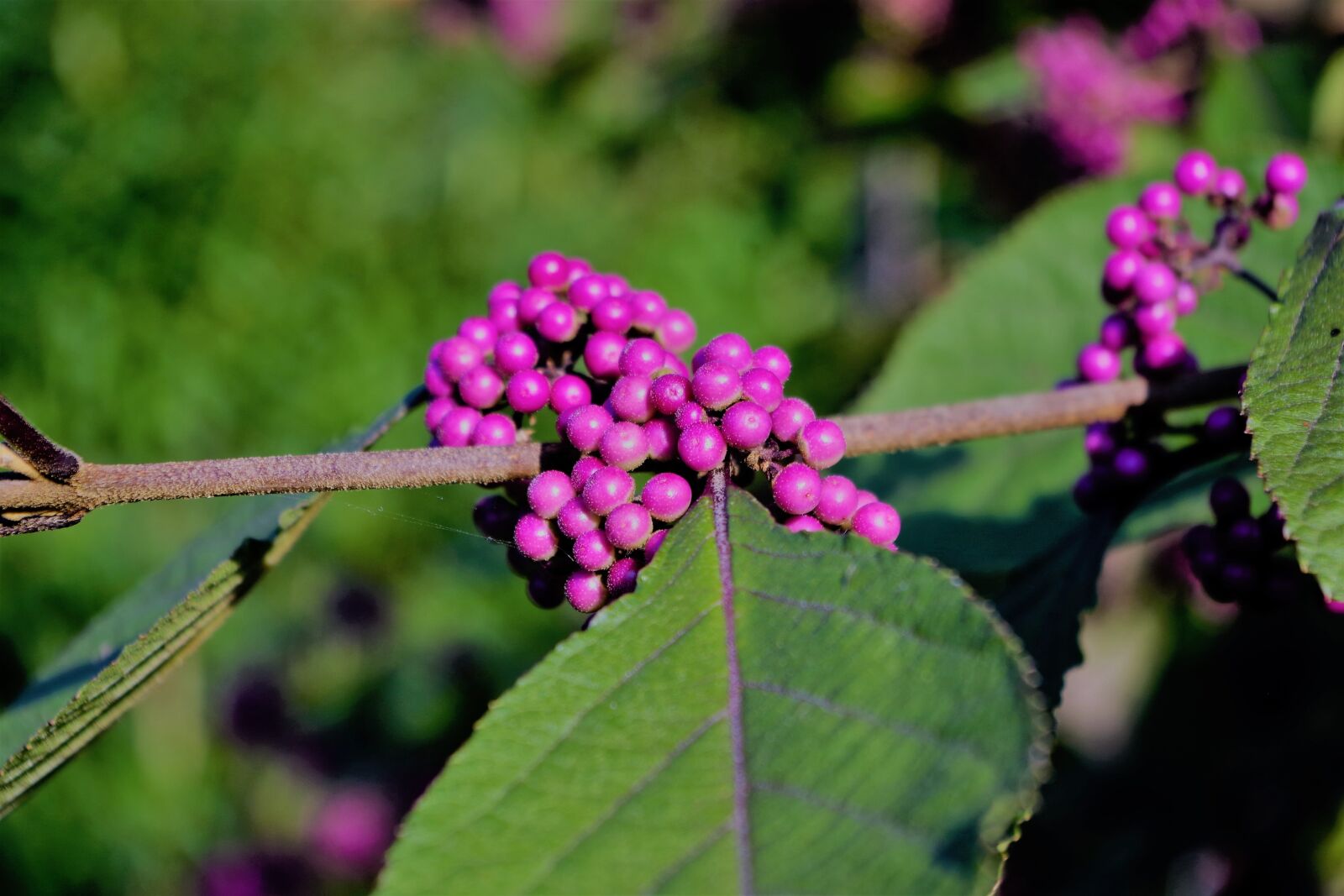 Pentax K-S2 sample photo. Nonpareils, branch, leaf photography