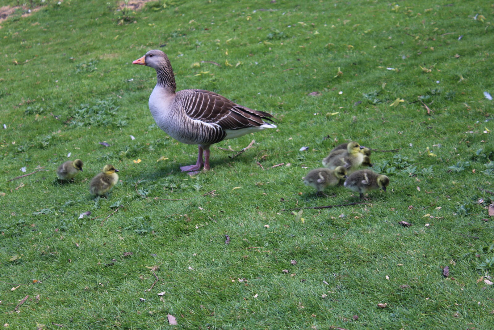 Canon EOS 1200D (EOS Rebel T5 / EOS Kiss X70 / EOS Hi) sample photo. Cute, animals, geese photography
