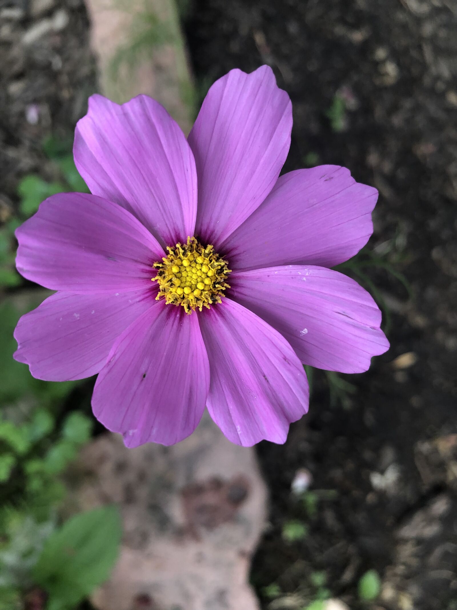 iPhone 8 back camera 3.99mm f/1.8 sample photo. Earth day, flower, nature photography