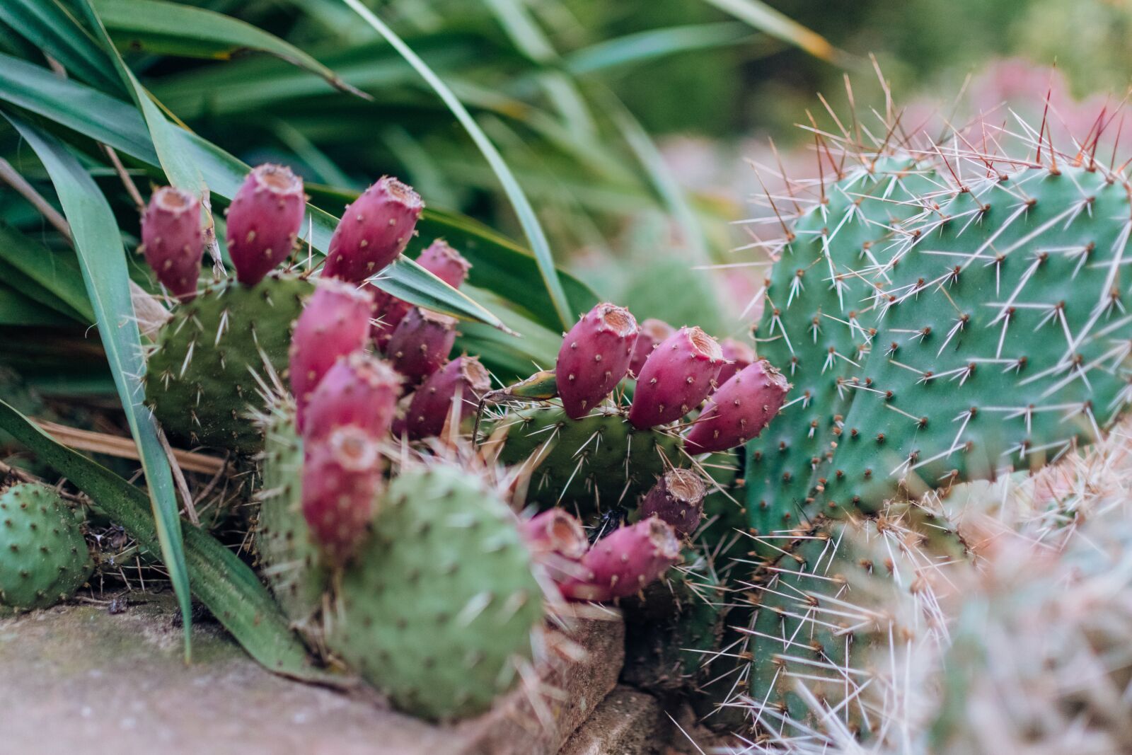 Nikon D500 sample photo. Prickly pear, cactus, fruit photography