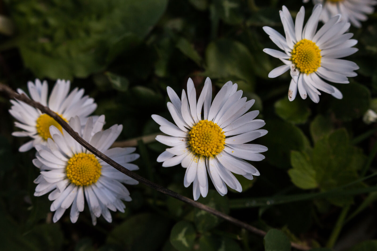 Canon EOS 70D sample photo. Closeup, desktop, wallpaper, flowers photography