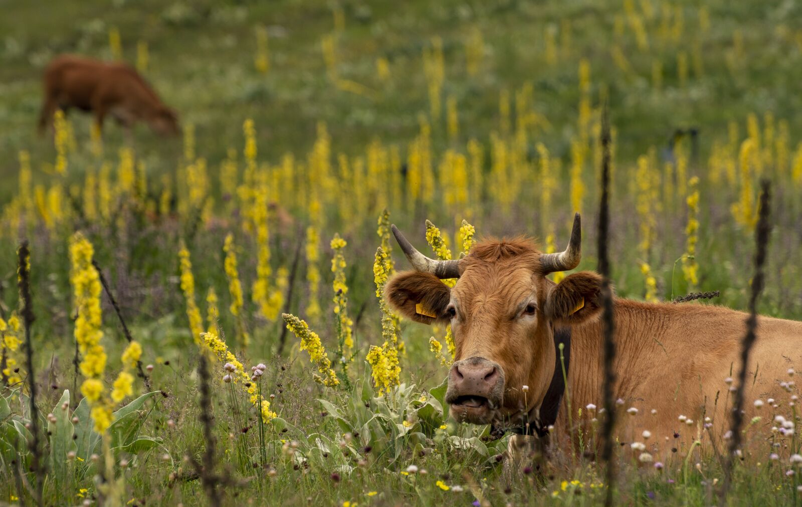 Nikon D7200 sample photo. Animals, cow, livestock photography