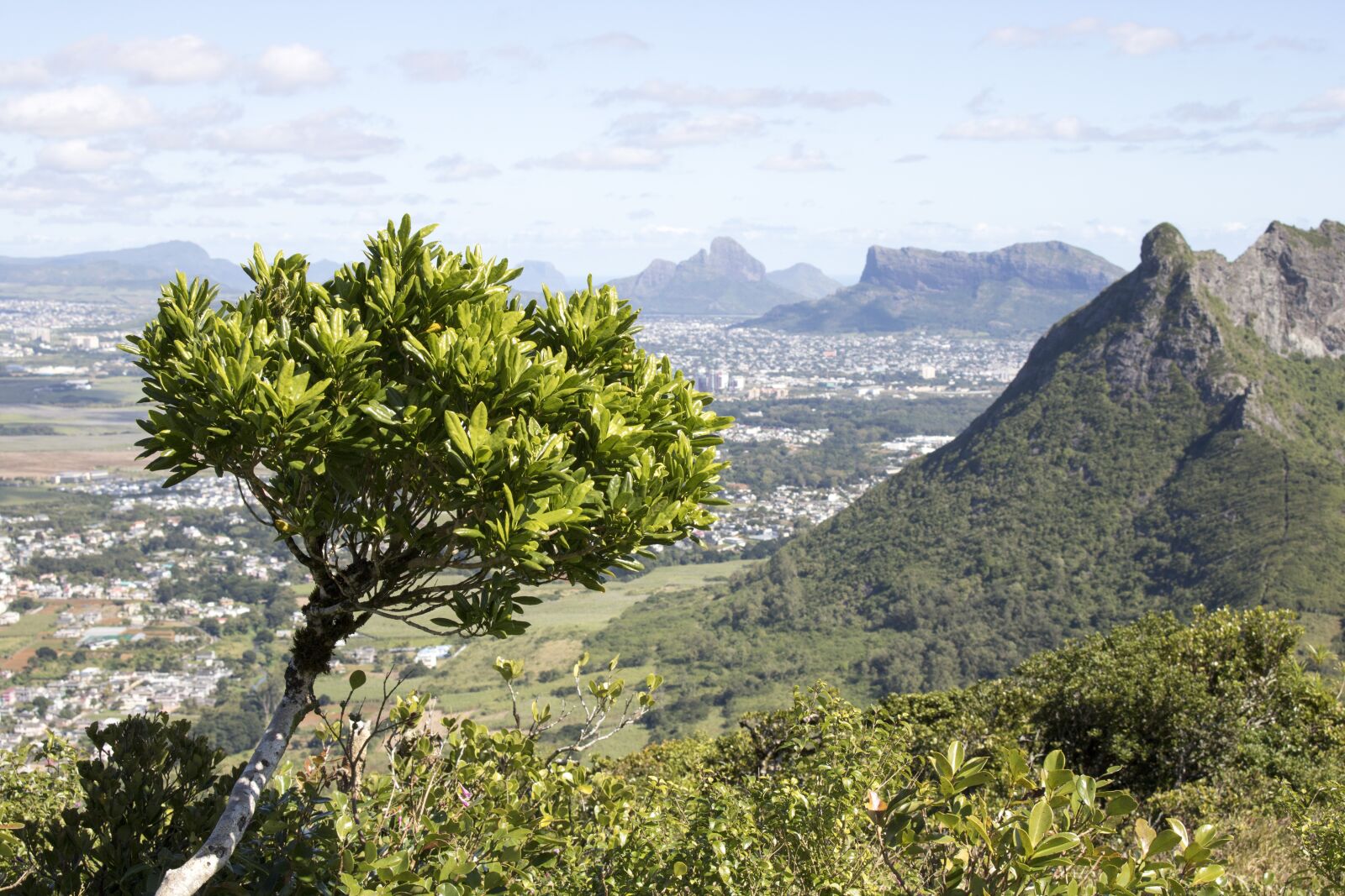 Canon EOS 750D (EOS Rebel T6i / EOS Kiss X8i) sample photo. Tree, mountain, green photography