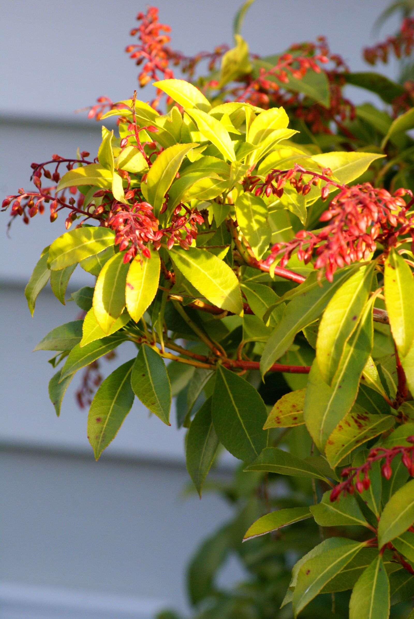 Sony Alpha DSLR-A100 sample photo. Plant, flower, nature photography