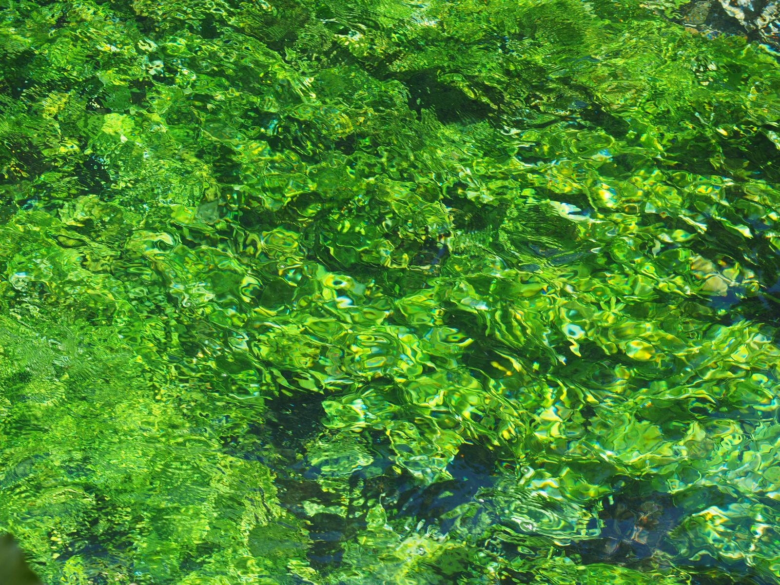 Olympus OM-D E-M1 + Olympus M.Zuiko Digital ED 12-40mm F2.8 Pro sample photo. Aquatic plants, green, growth photography