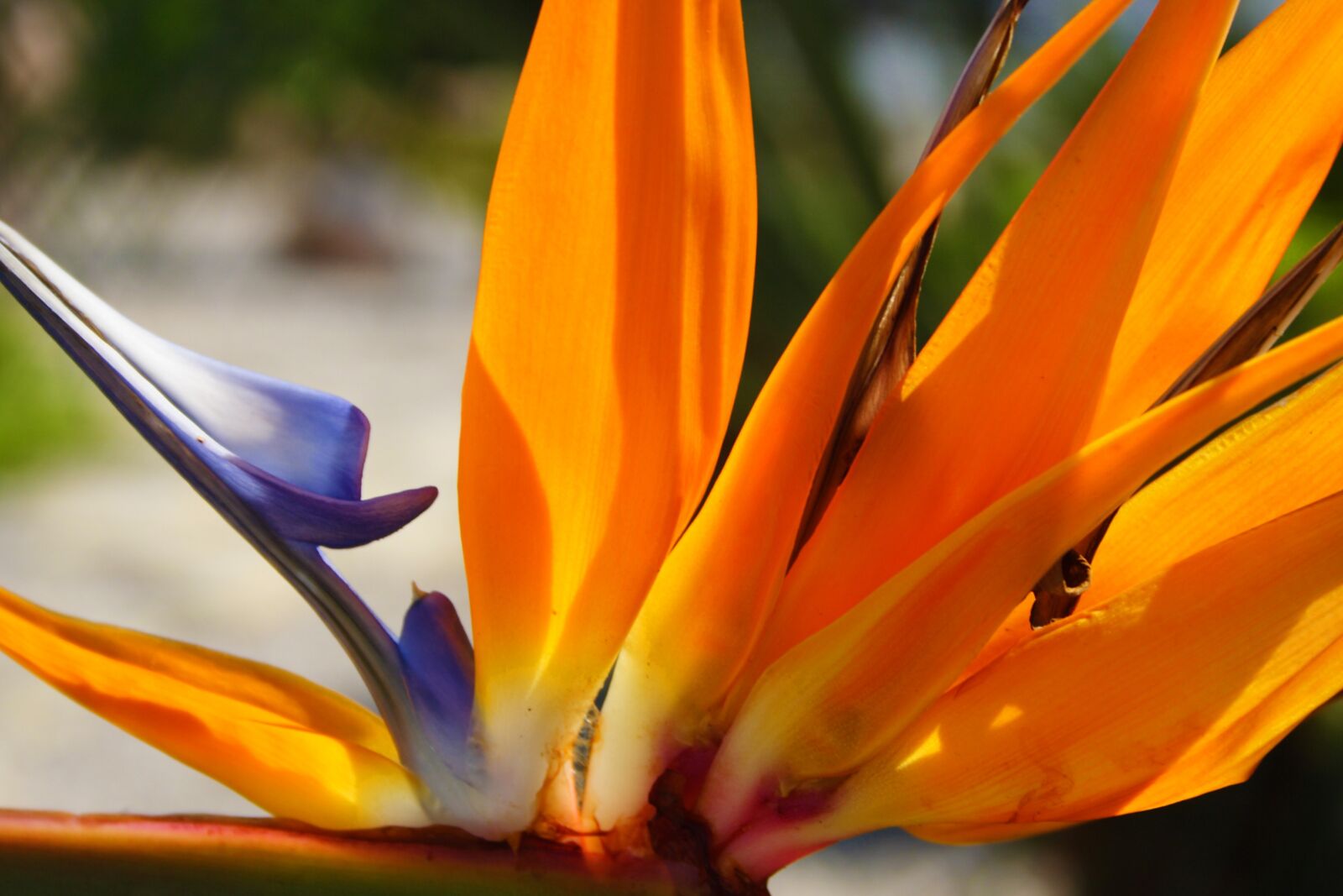 Canon EOS 350D (EOS Digital Rebel XT / EOS Kiss Digital N) sample photo. Flower, attractions, orange photography