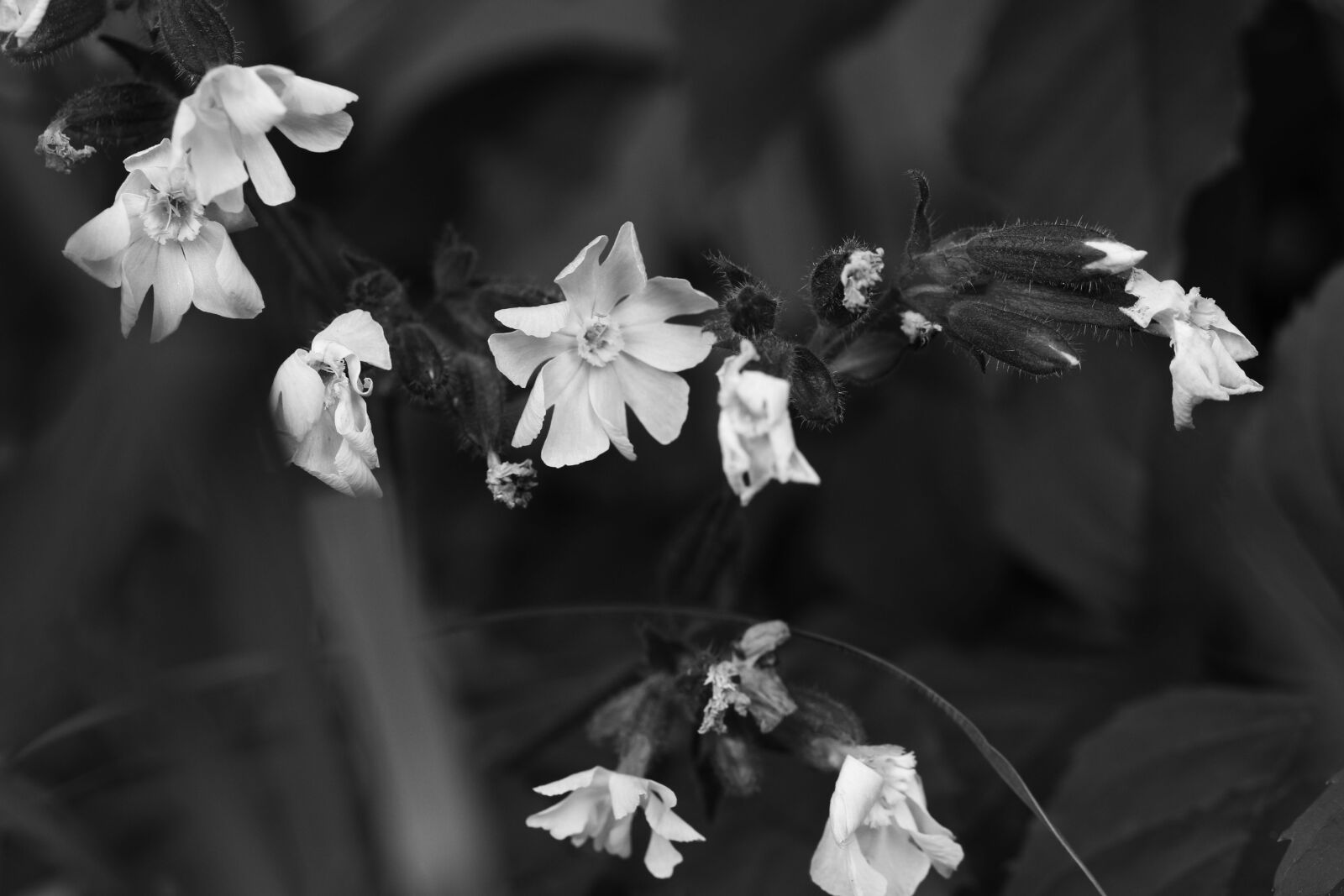 Canon EOS 7D Mark II sample photo. Flowers, summer, summer flowers photography