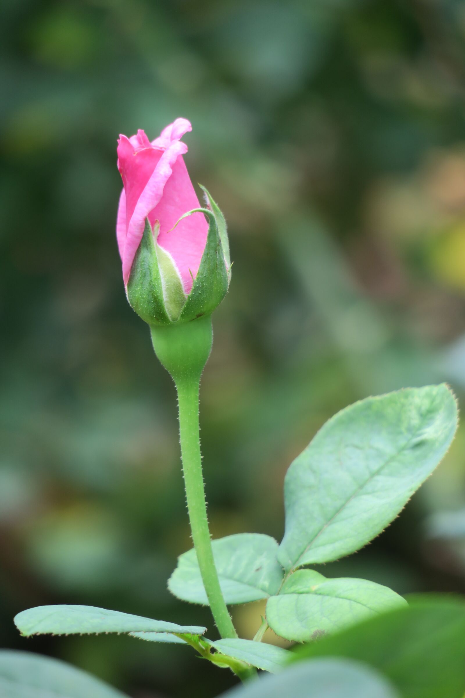 Canon PowerShot G3 X sample photo. Flower, nature, plant photography
