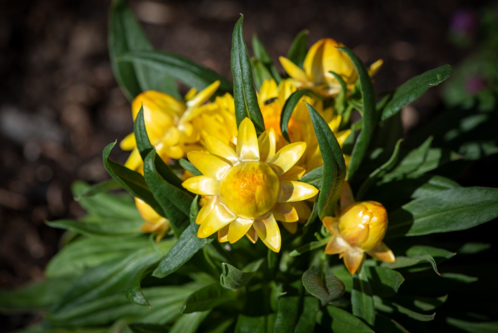 Nikon D750 sample photo. Straw flowers, yellow, flowers photography