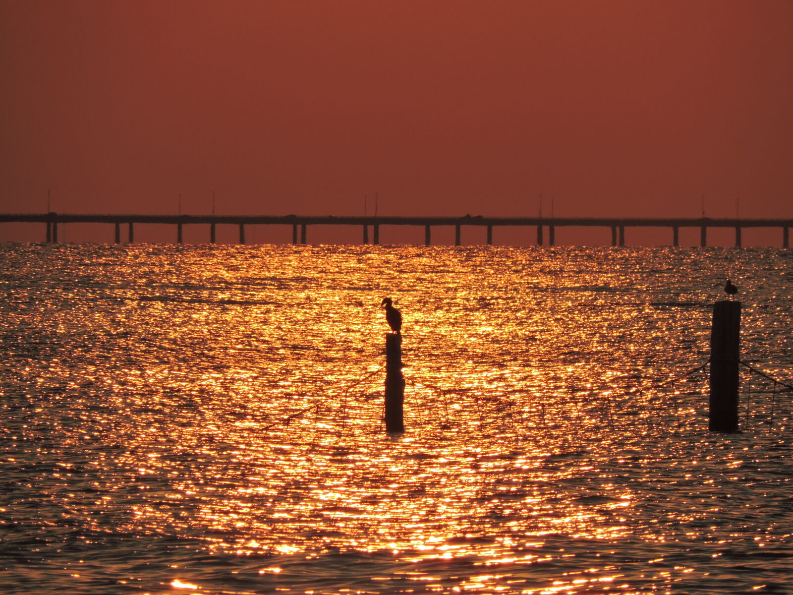 Nikon Coolpix P530 sample photo. Pelican, pier, sunset photography