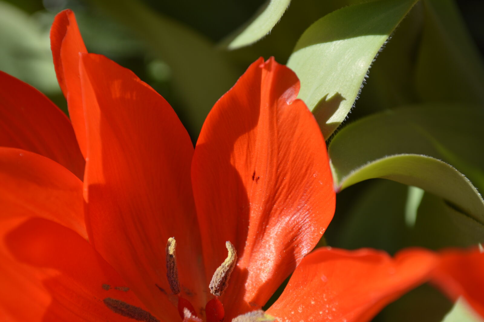 Nikon D3200 sample photo. Flower, green, red, spring photography