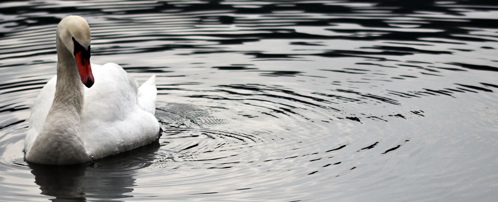 Canon EOS 80D sample photo. Waters, swan, nature photography