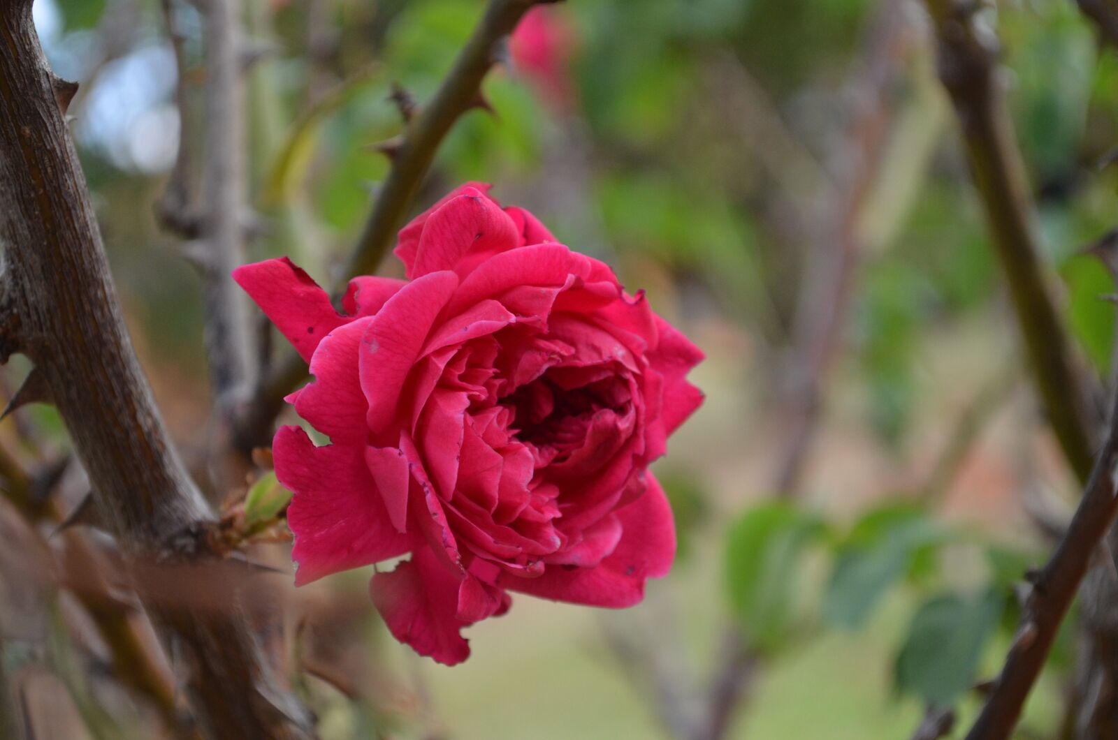 Nikon D5100 sample photo. Rosa, garden, saw the photography