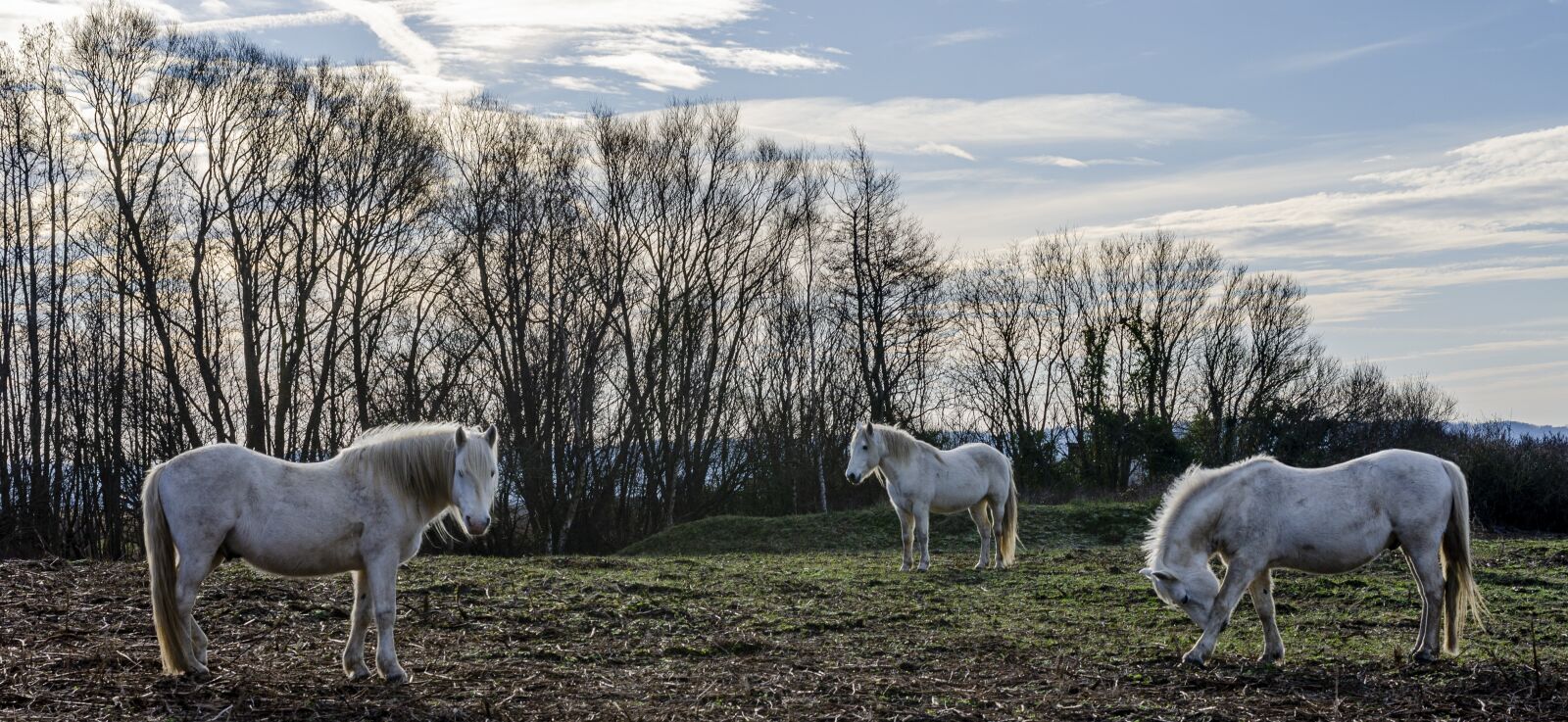 Nikon D7000 sample photo. Horse, horses, camargue photography