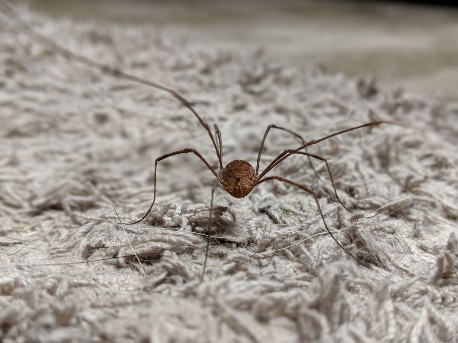 Google Pixel 2 sample photo. Daddy long legs, bug photography