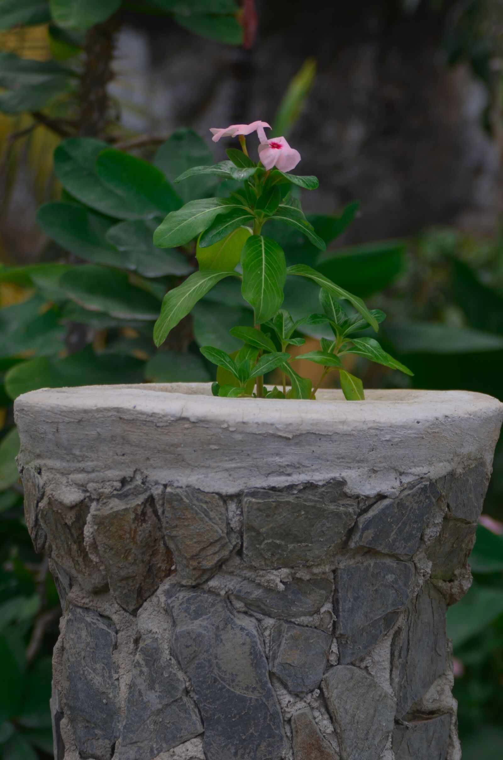 Nikon D7000 sample photo. Flower, nature, plant photography