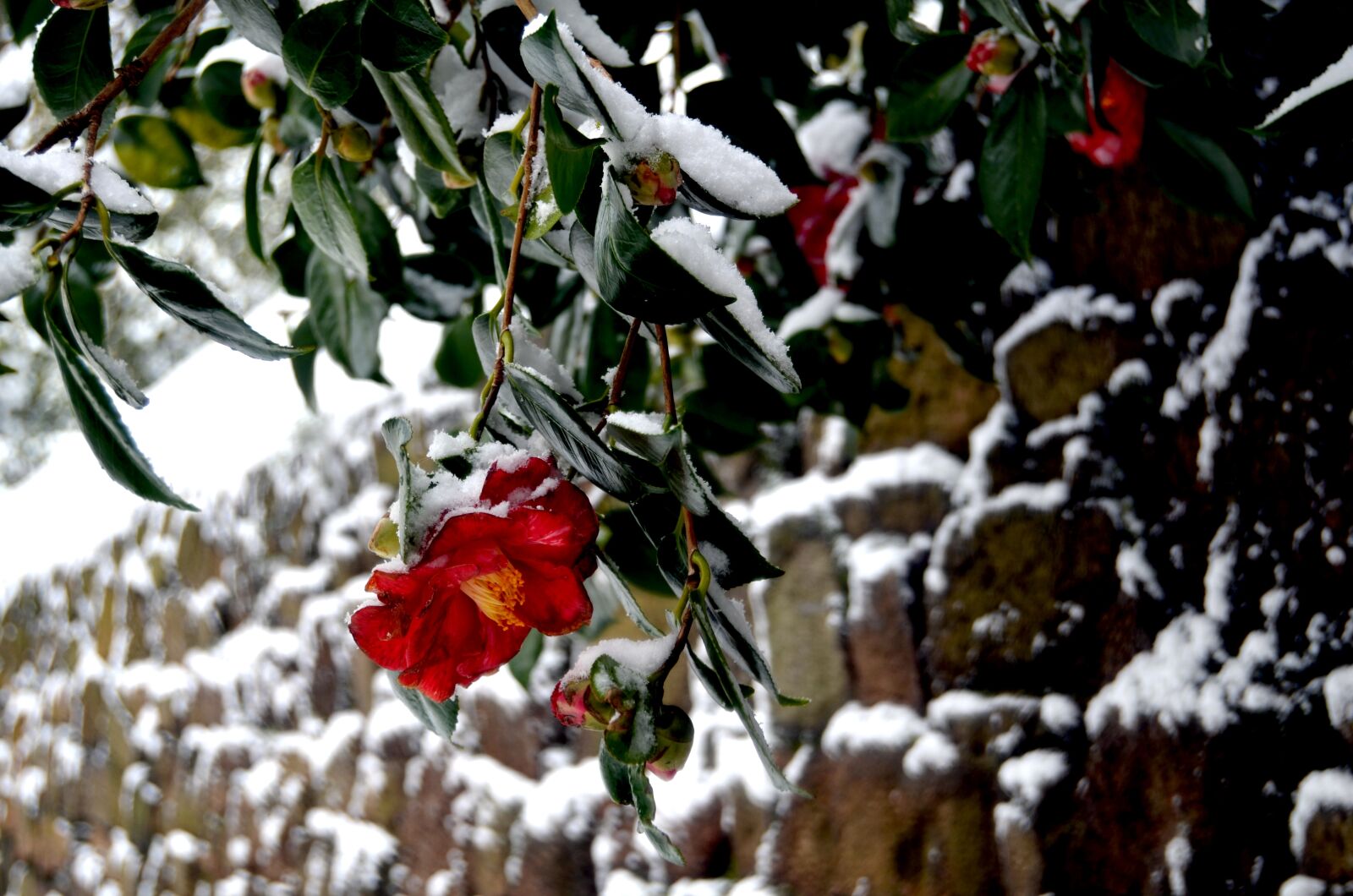 Nikon D7000 sample photo. Flower, show, red photography