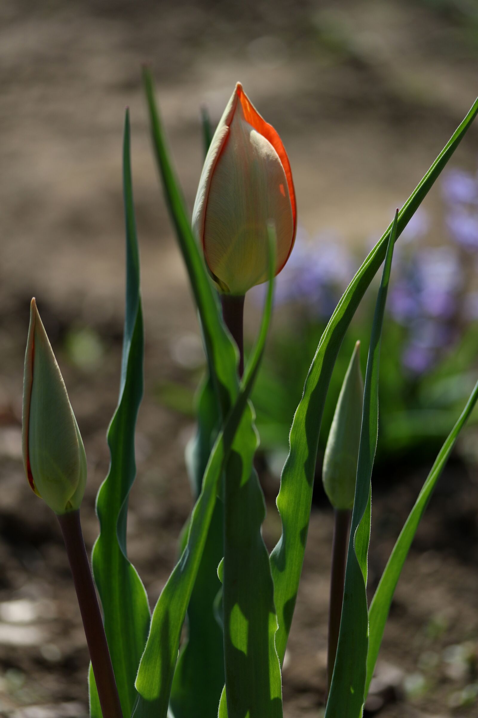 Canon EF-S 60mm F2.8 Macro USM sample photo. Tulip, red, freshman photography