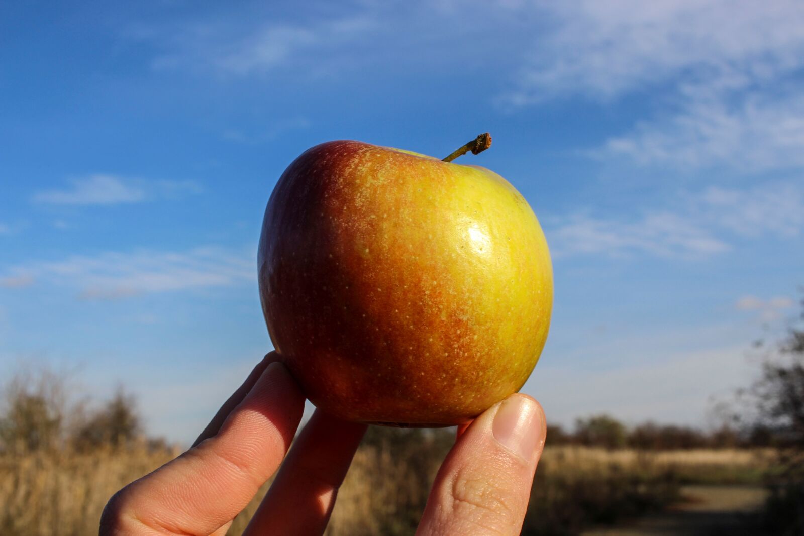 Canon EF-S 24mm F2.8 STM sample photo. Apple, red, hand photography