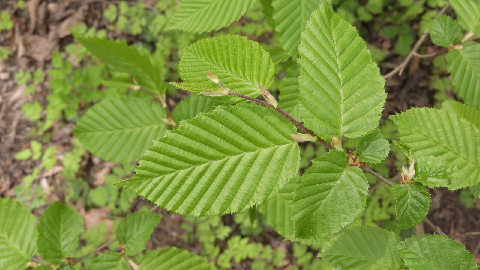 Nikon Coolpix P610 sample photo. Hornbeam, foliage, carpinus betulus photography