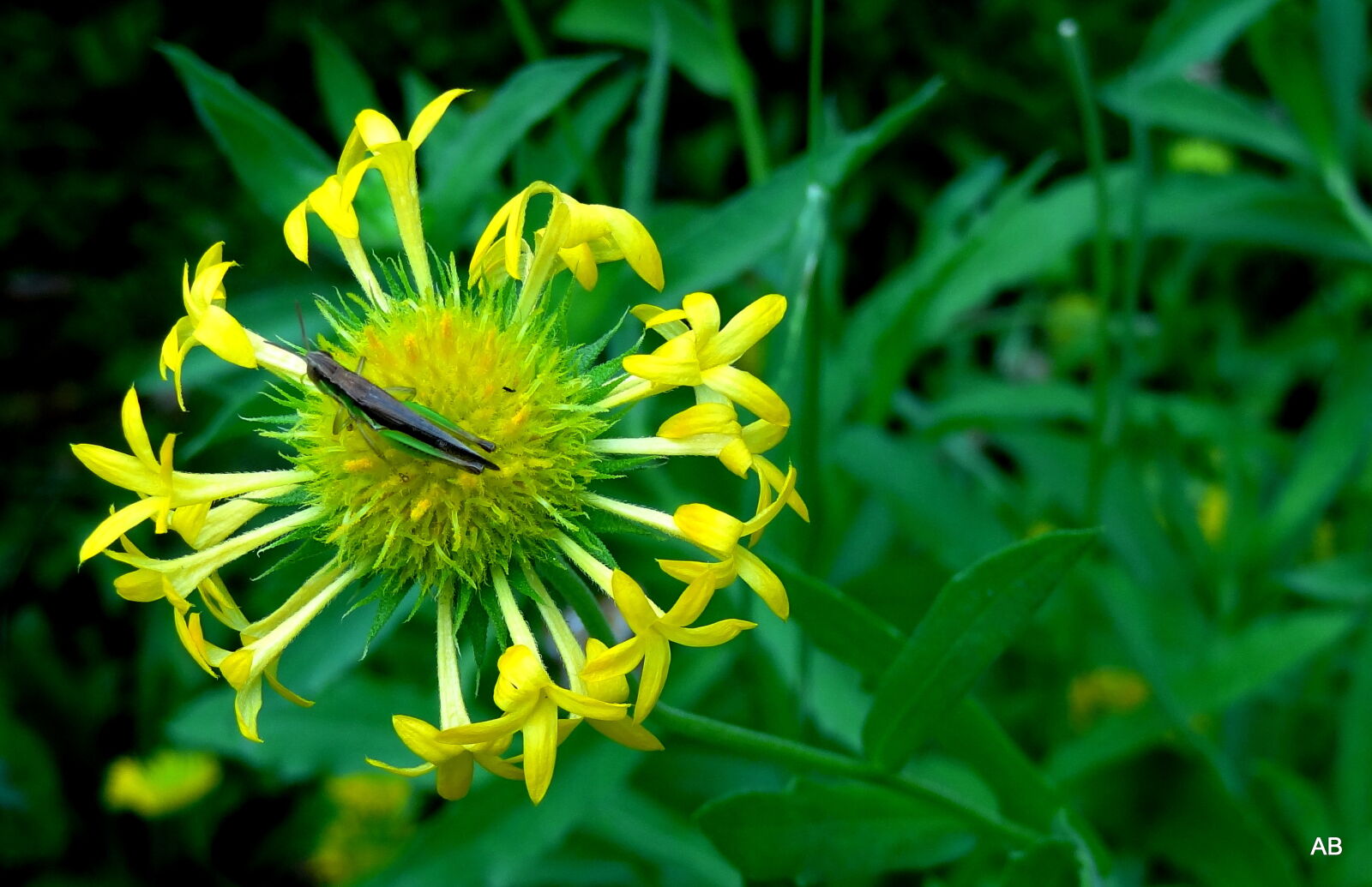 Sony Cyber-shot DSC-HX9V sample photo. Flower, with, insect photography