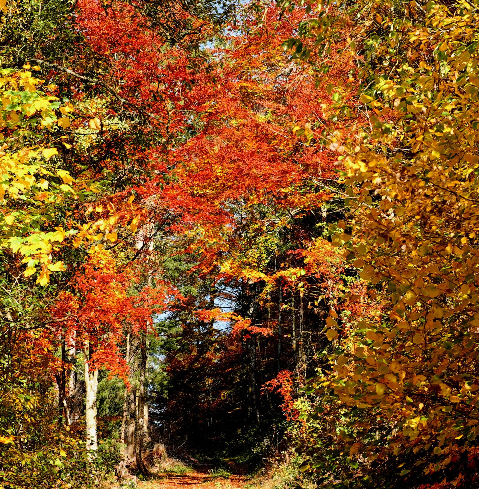 Fujifilm X-T10 + Fujifilm XF 35mm F1.4 R sample photo. Forest, autumn forest, trees photography