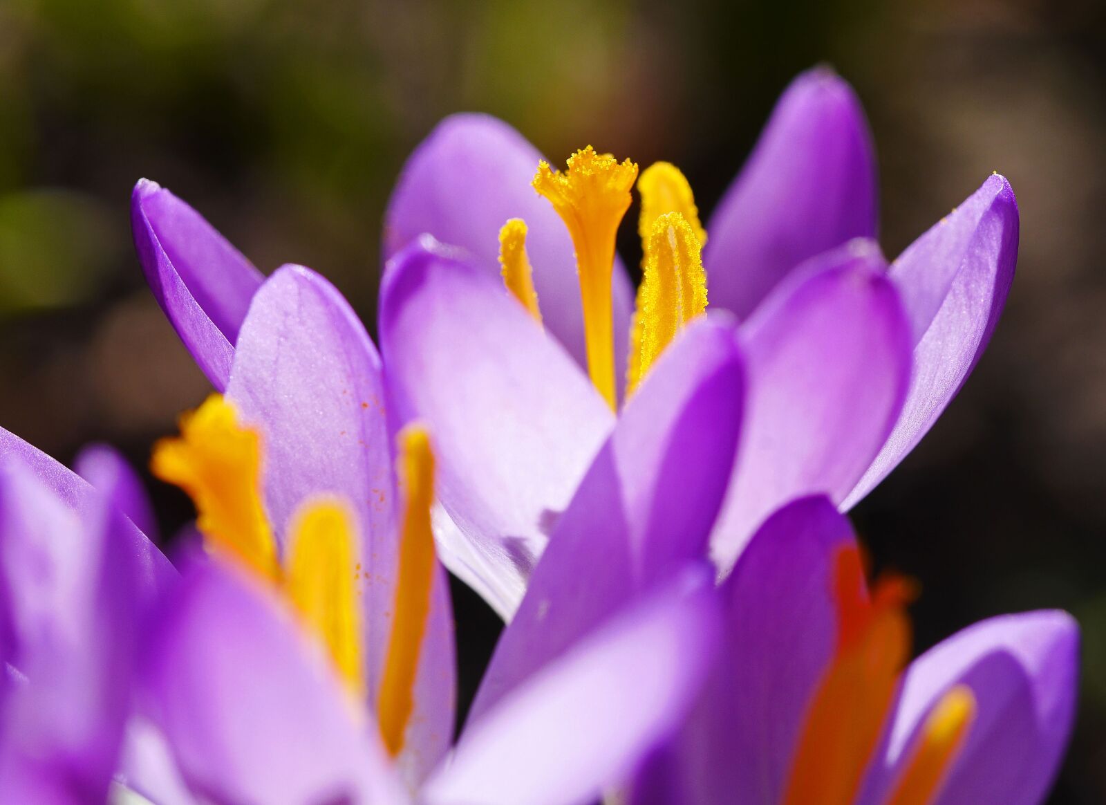 Panasonic Lumix DMC-GH3 sample photo. Flower, nature, crocus photography