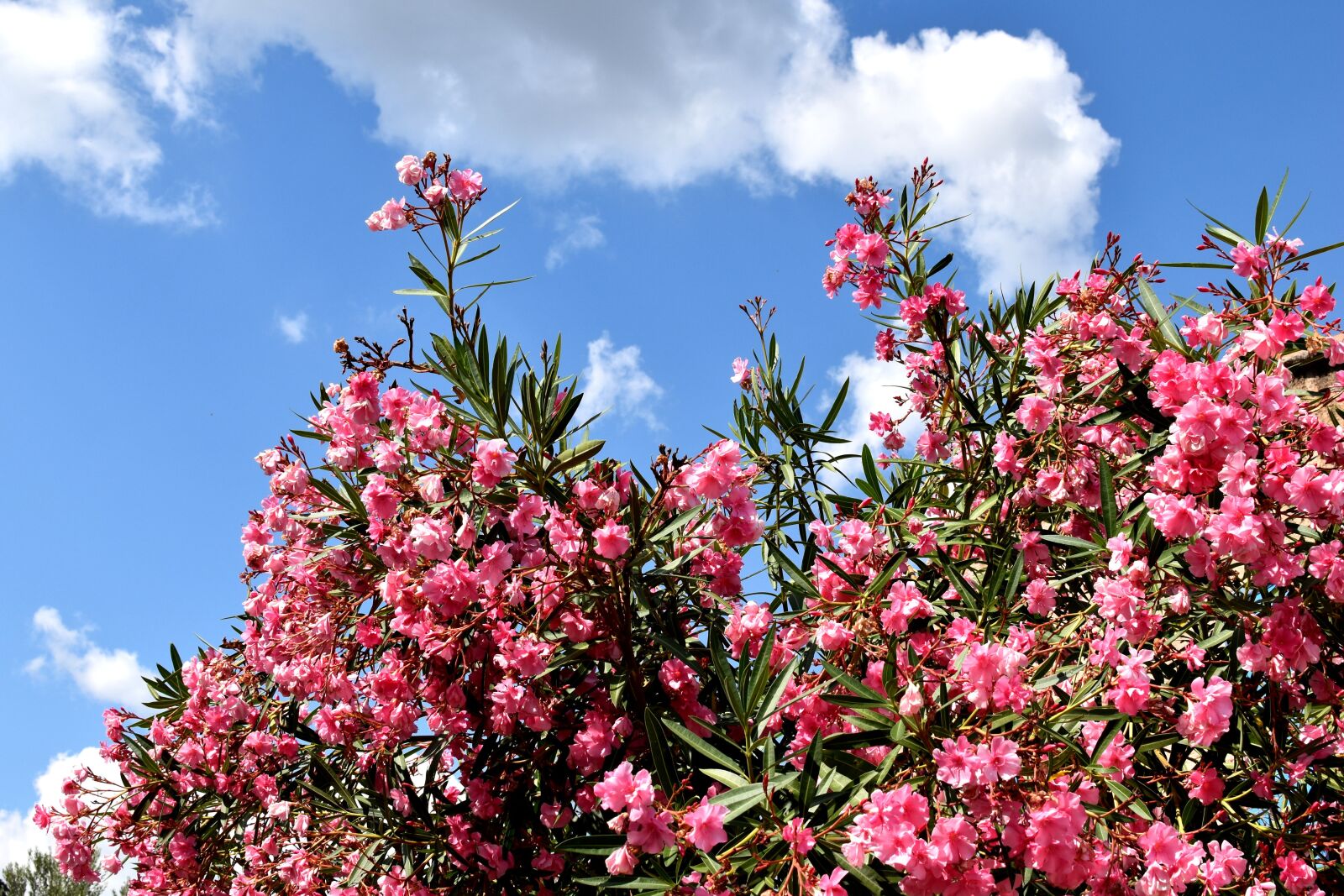 Nikon D5600 sample photo. Nature, provence, village photography