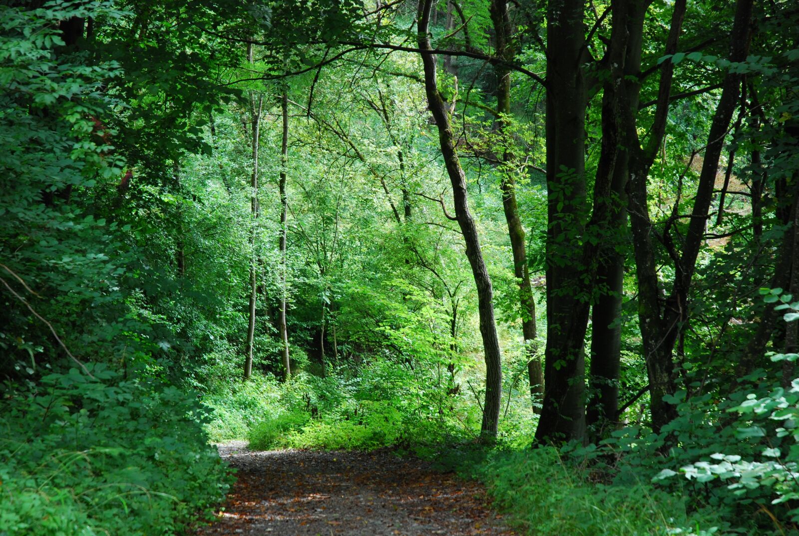Nikon D80 sample photo. Wood, nature, landscape photography