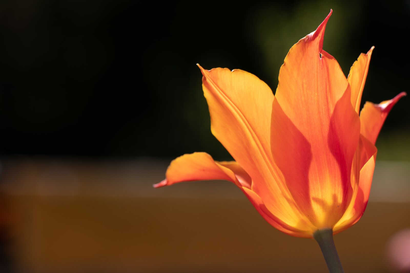 Canon EOS 77D (EOS 9000D / EOS 770D) sample photo. Tulip, flower, spring photography