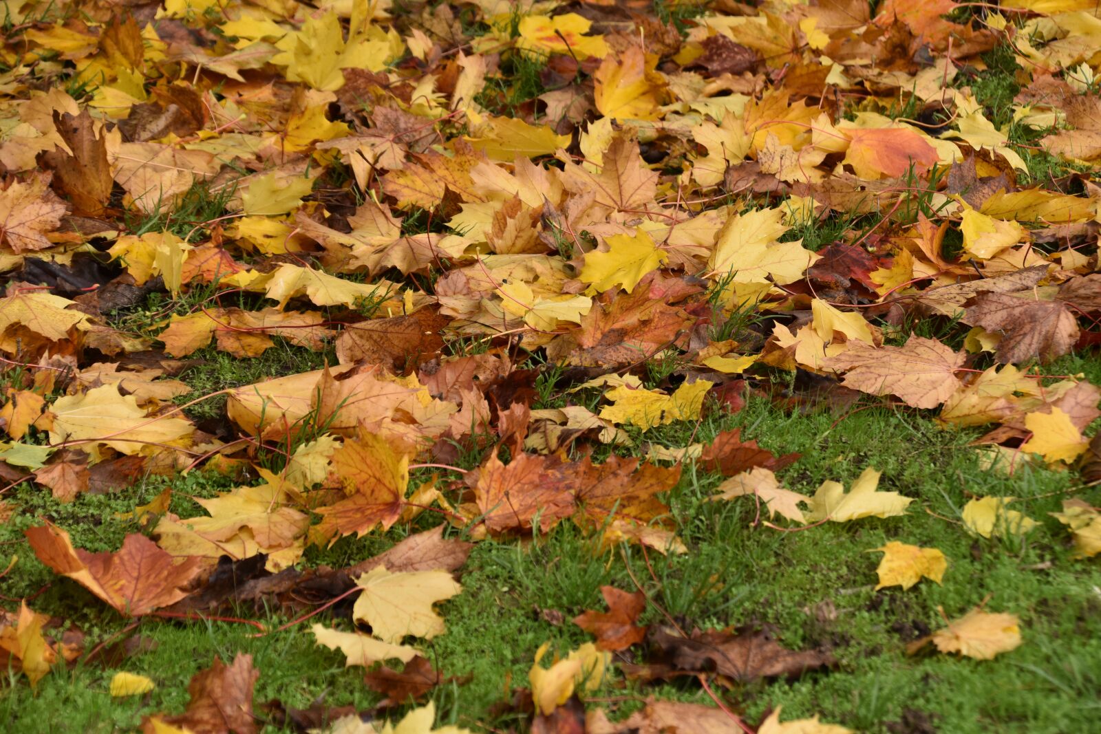 Nikon D5600 sample photo. Leaves, colors fall, nature photography